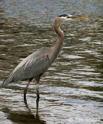 http://depts.washington.edu/natmap/facts/great_blue_heron_712.html