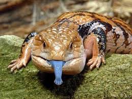 http://www.reptilesweb.com/reptiles-section/lizard-world/blue-tongue-skink.html